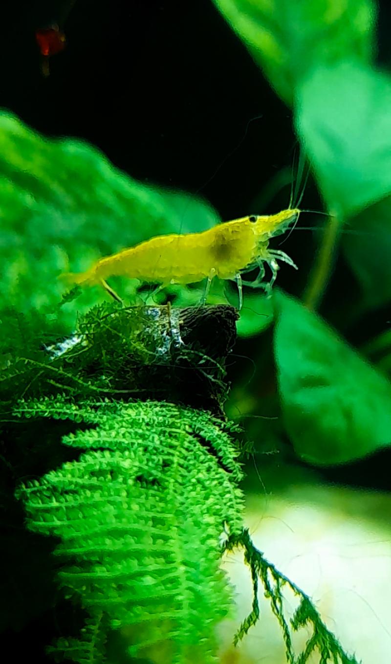 Camarão Neocaridina yellow