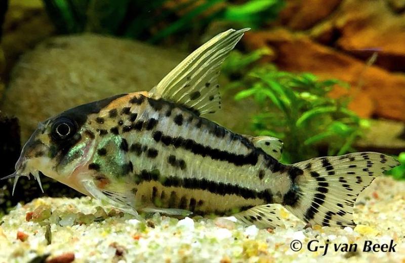 Corydora Schwarz 