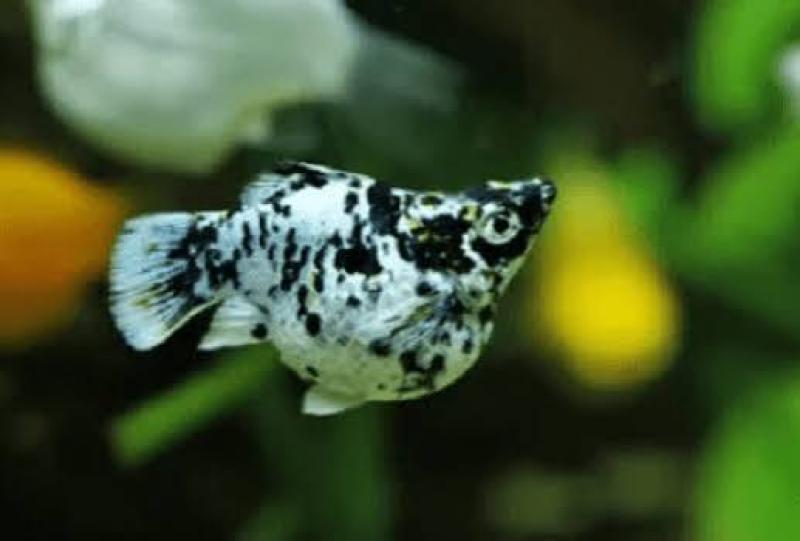 Molinesia Balão Dalmata