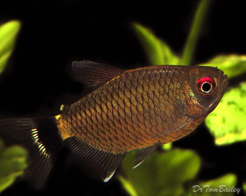 Tetra Olho de Fogo Balão 