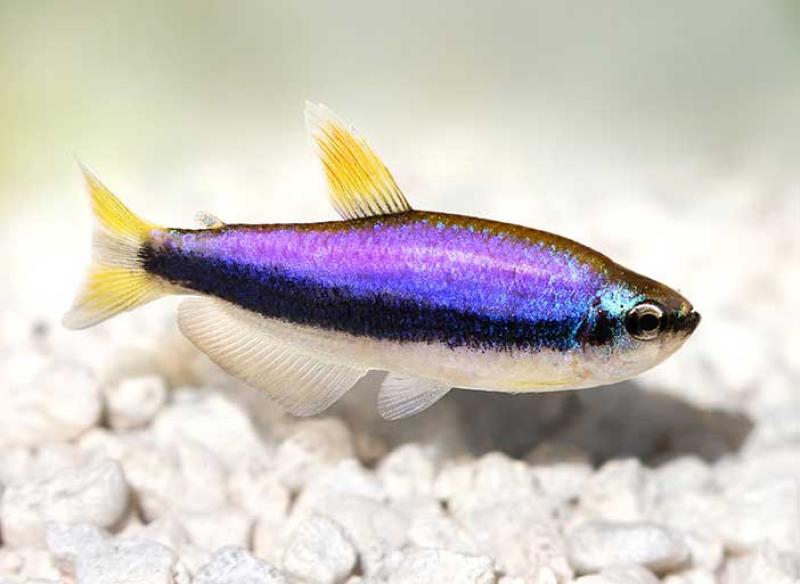 Tetra puxa puxa