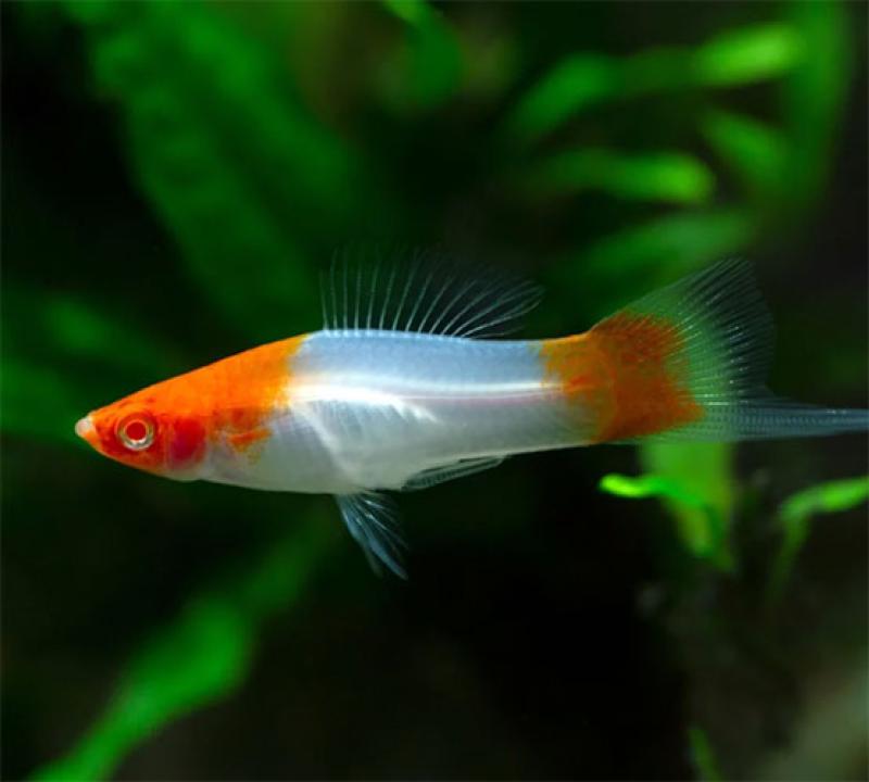 ESPADA KOHAKU ALBINA