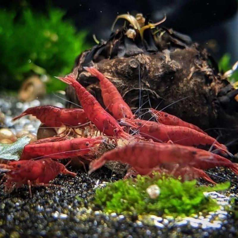 NEOCARIDINA RED