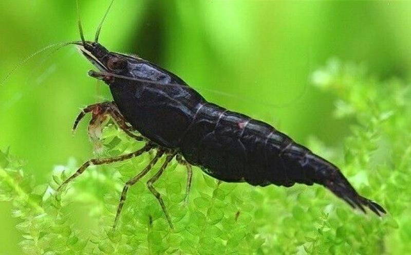 NEOCARIDINA BLACK